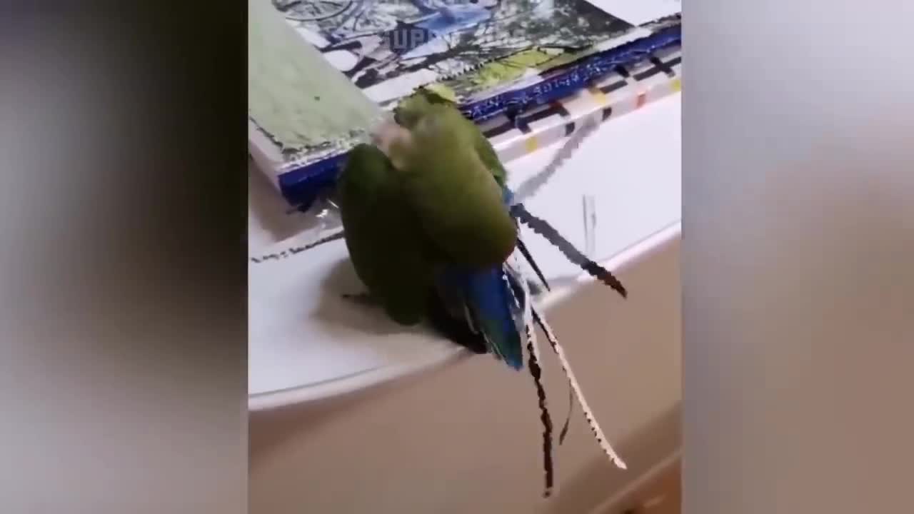 Have birds learned to drink from cups