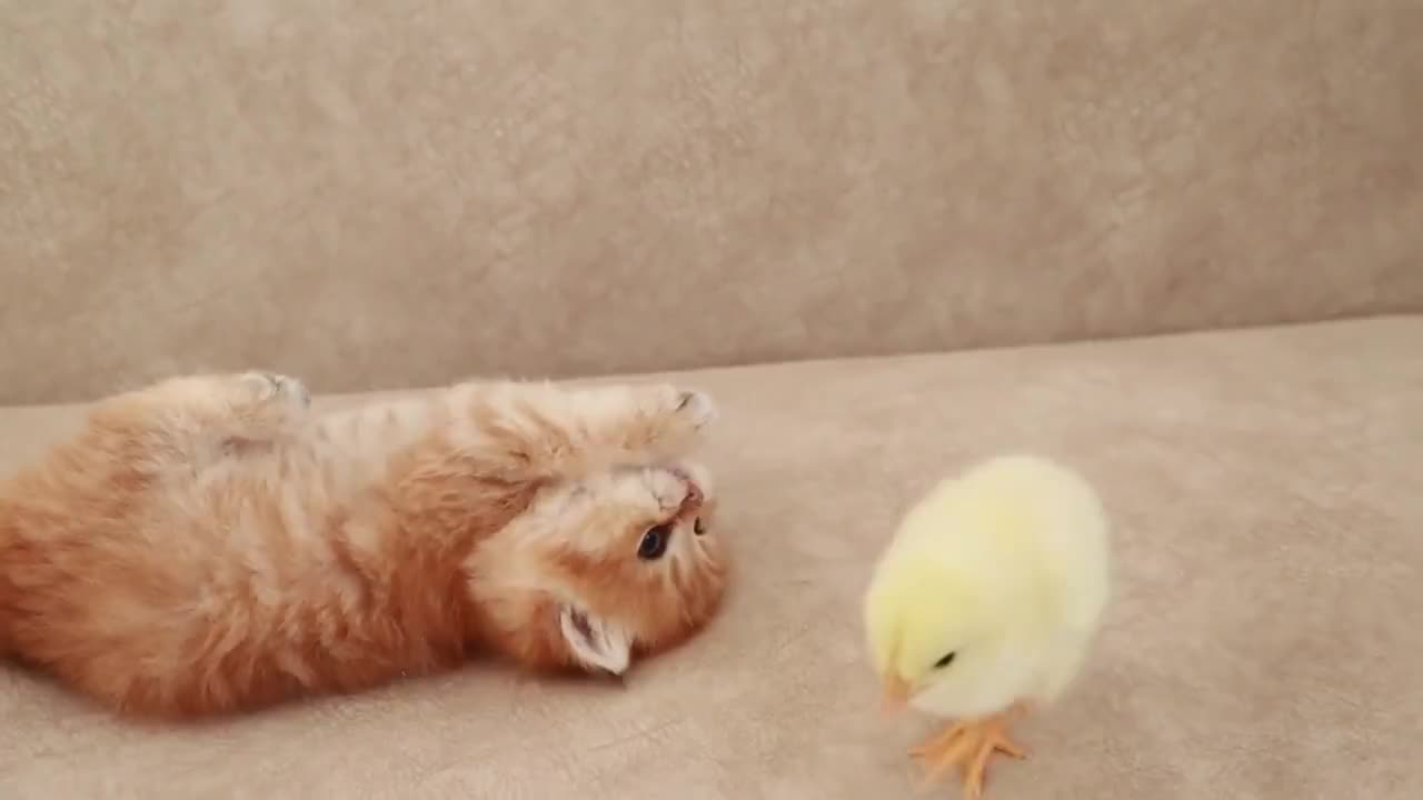 Fluffy orange meets with the yolk 🐥- Part1