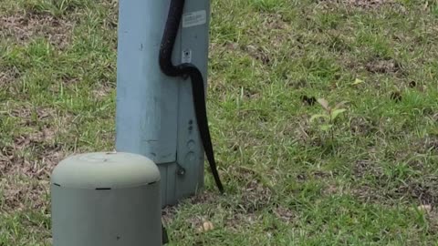 King snake