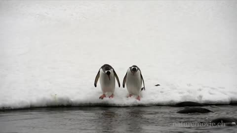 Funny pinguins