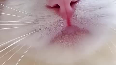 Cat’s cute voice