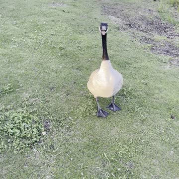 Meeting with a single Canadian guise