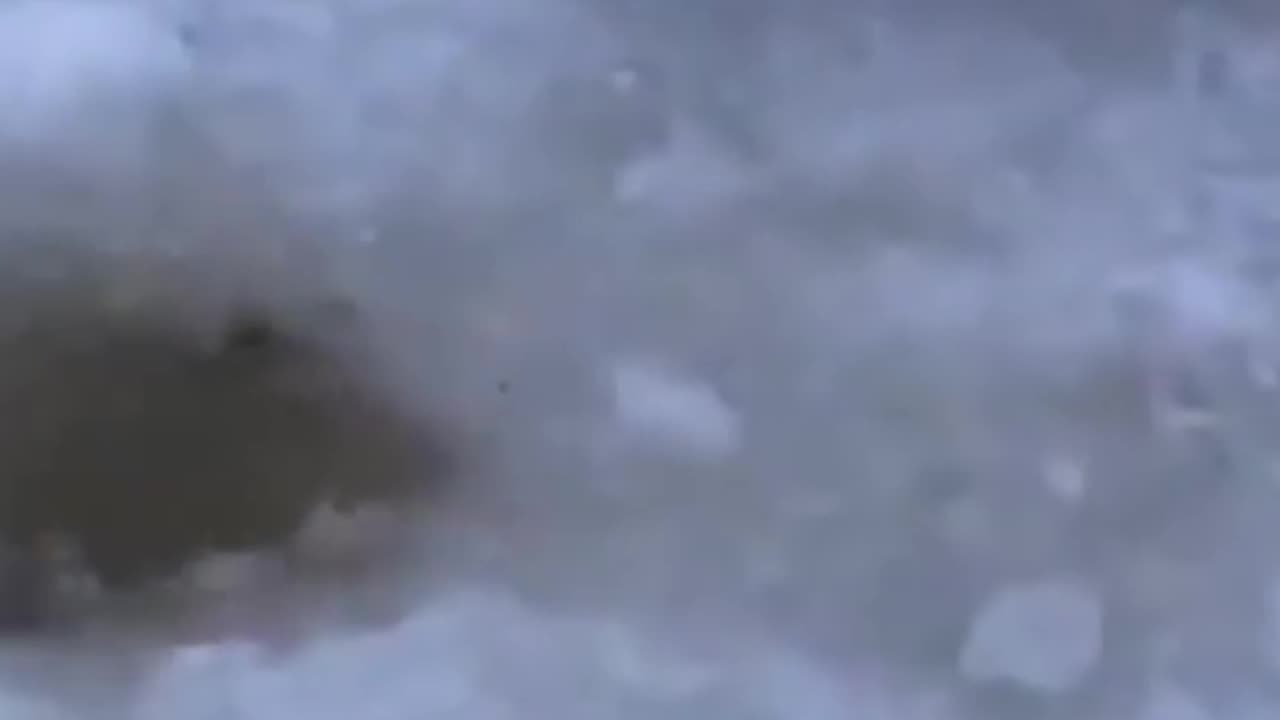 Just Animals Being Animals