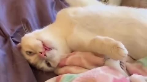 Extremely Funny Cat