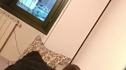Uhh...scary cat 😱😱😆😆🐈🐈