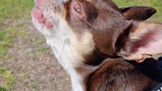 Chihuahua Sings Along With Harmonica