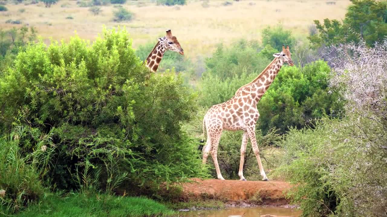 Giraffes runs in jungle