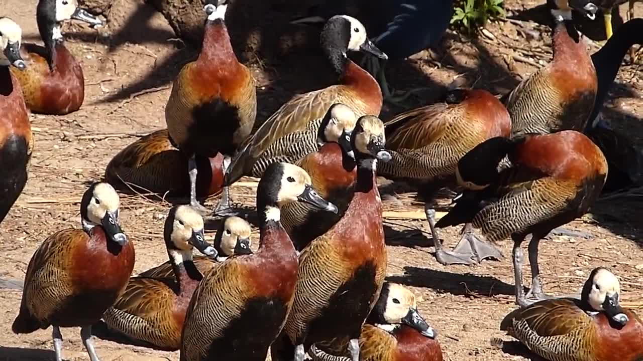 animais MARRECOS IRERÊ fauna pantaneira brasileira pantanal vida selvagem brazilian brazil