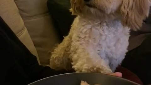 Doggos