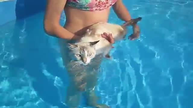 Finally cat learn swimming