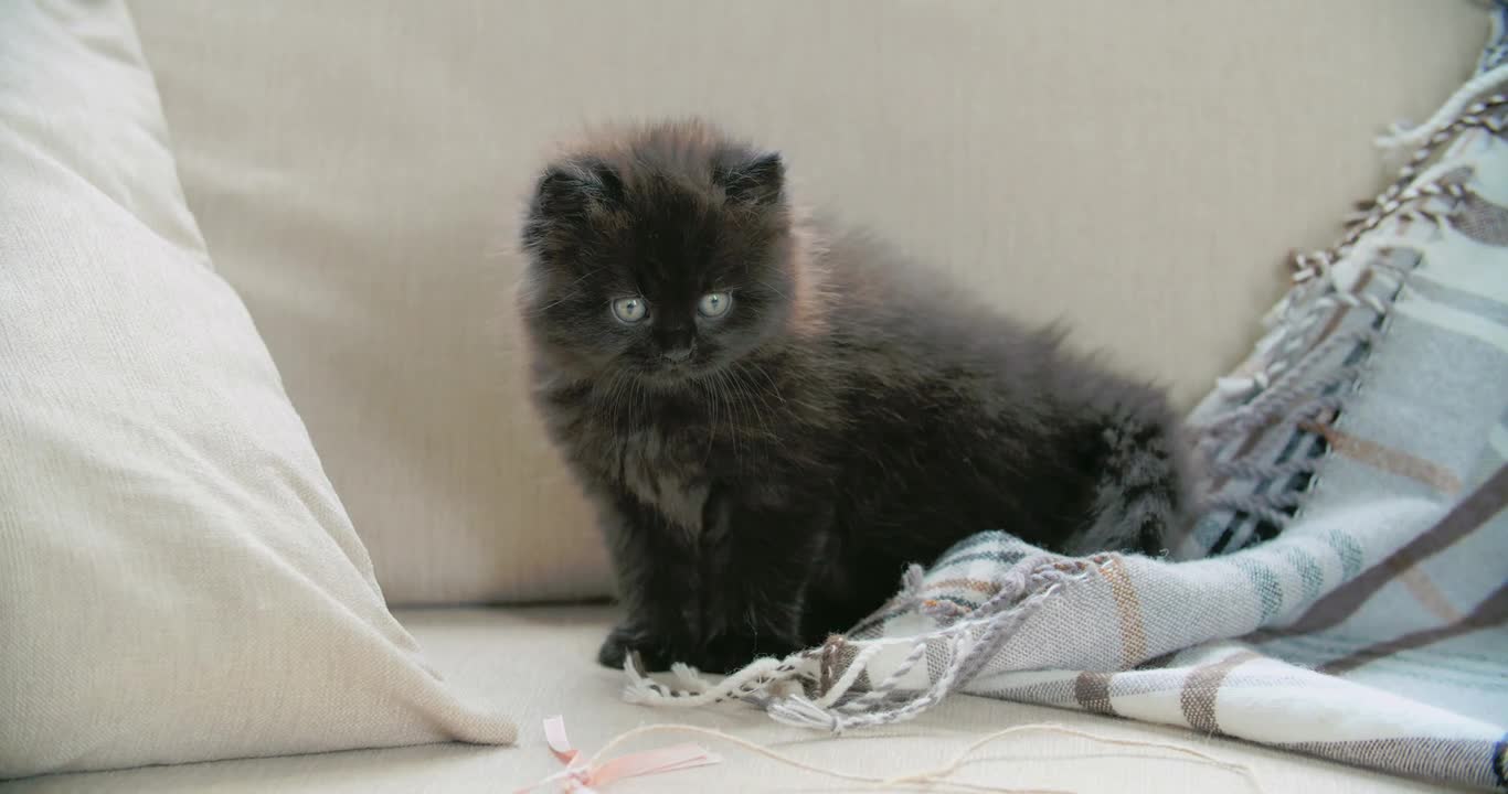 Cute Kitten Trying To Tear Off A Piece Of Cloth 😺😺, Cats' World 😽, Animals' Life💗, Cute Pets 💖💕