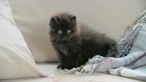 Cute Kitten Trying To Tear Off A Piece Of Cloth 😺😺, Cats' World 😽, Animals' Life💗, Cute Pets 💖💕