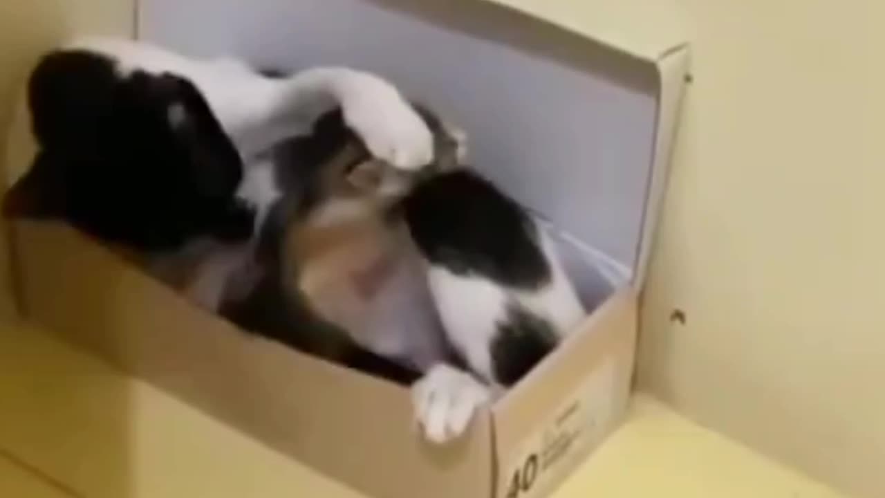 Mother Cat doesn't want to give in to Kitten