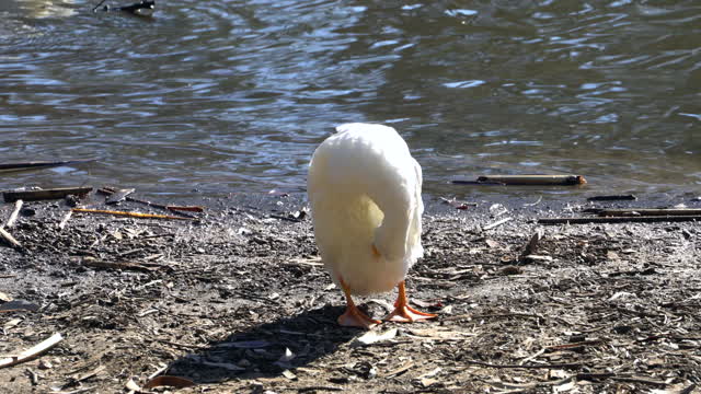 Cat TV: Duck Cleaning