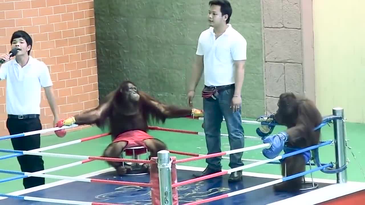 Orangutan boxing