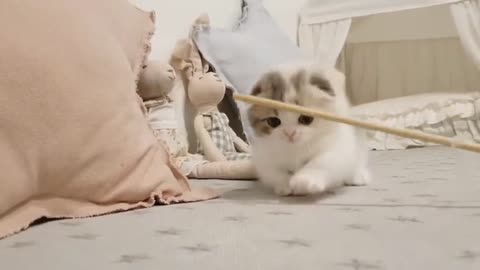 Cute baby cat love and funny amazing video