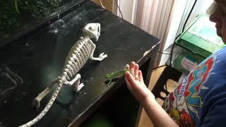 Teaching my nephew (5 years old) to handle a baby chameleon