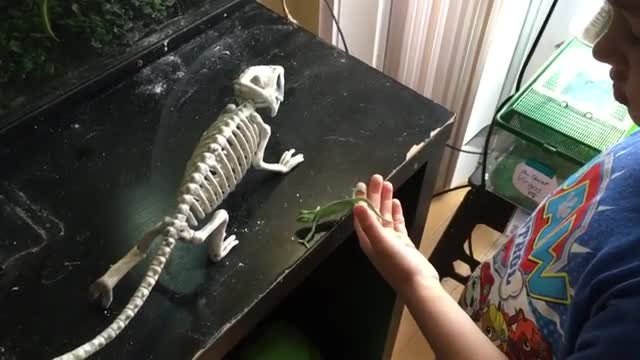 Teaching my nephew (5 years old) to handle a baby chameleon