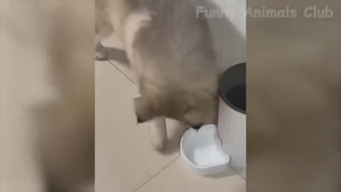Funny Cats and Dogs Videos - Funniest Animal Videos 2023! #shorts #funny #rumbleshorts #funnyfails