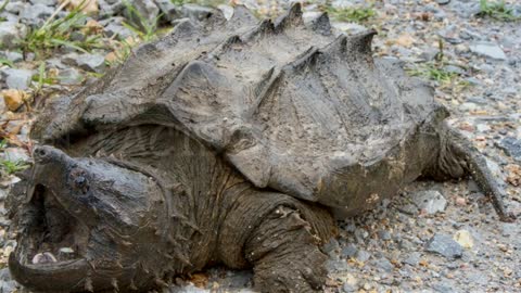 Did You Know? The Alligator snapping turtles RANDOM, AMAZING and INTERESTING FACTS AROUND THE WORLD