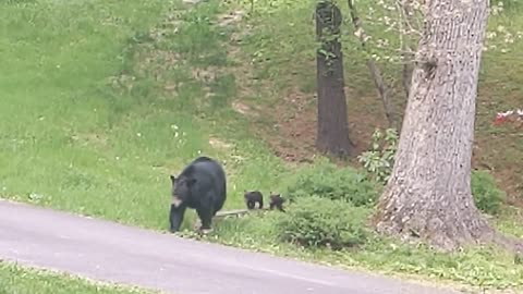 OMG! BEAR SIMONE BROUGHT HER CUBS!