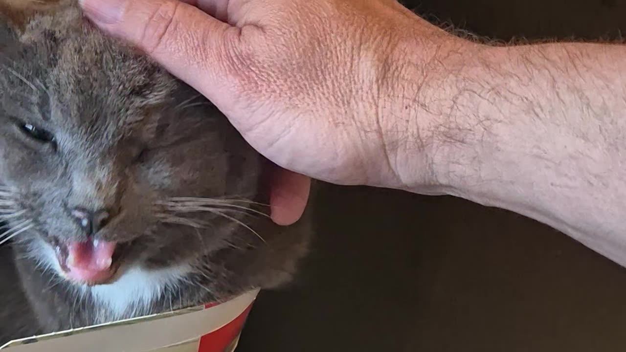 Cat Naps In Tea Bag Box