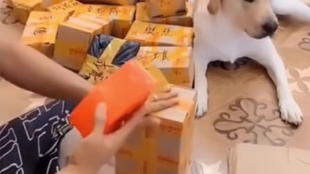 Smart Dog Helps his Owner to Work 🐶🧠💡