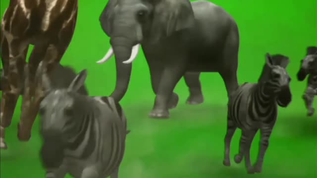 GREEN SCREEN ALL ZOO ANIMALS