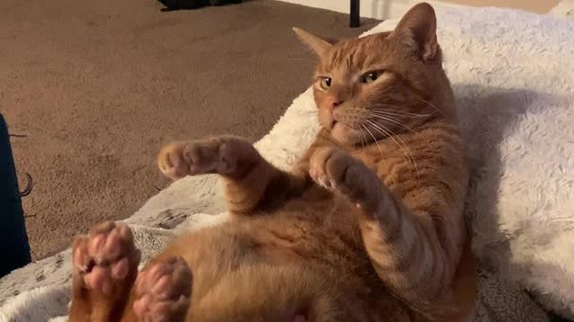 Jiggled Cat Makes Funny Noise