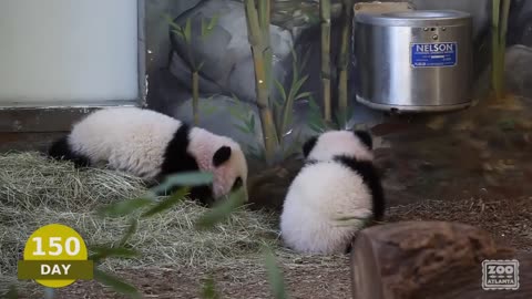 The First Year of Mei Lun and Mei Huan