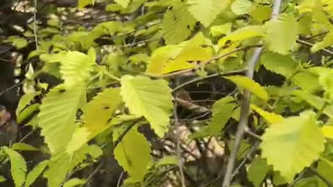 autumn wind sweeps leaves