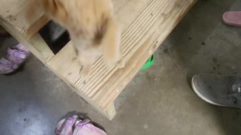 wanting some treats