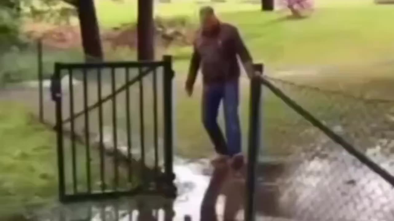 Funny animals