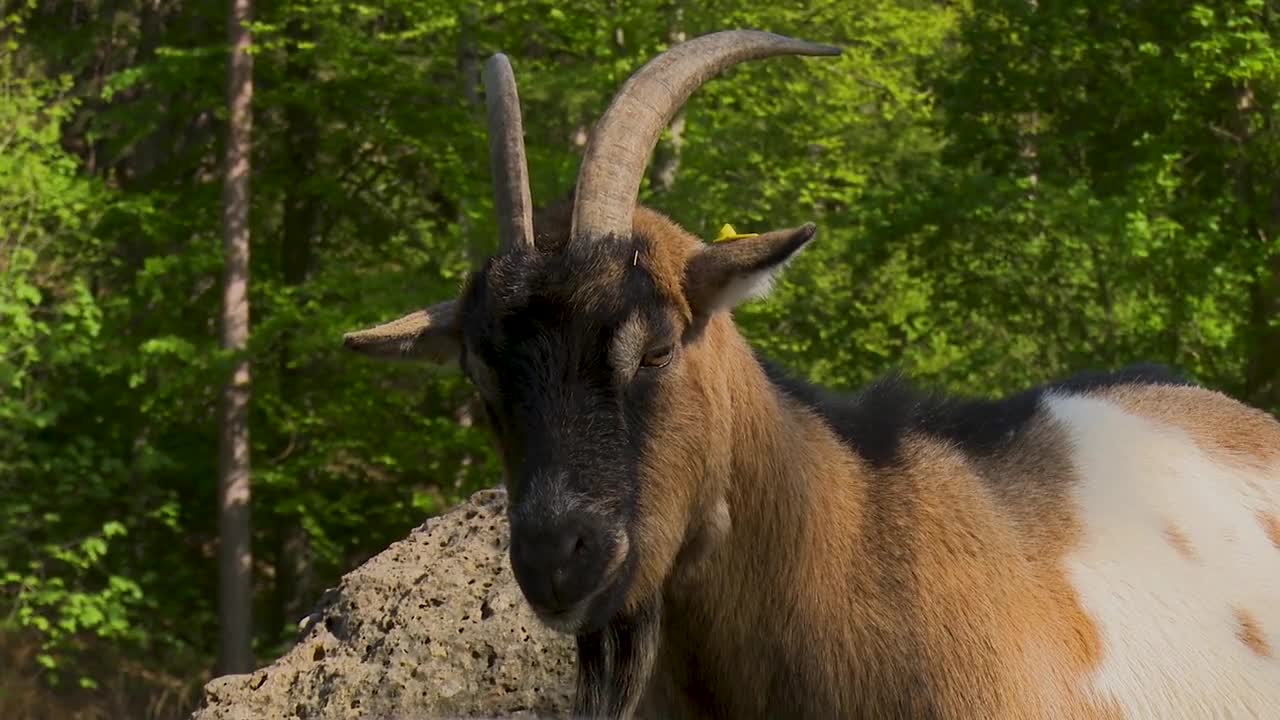 Goat Animals Bock Horns Domestic Goat