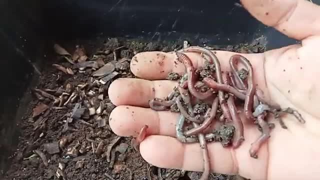 Earthworm Benefits & Importance ( ENGLISH )_Cut