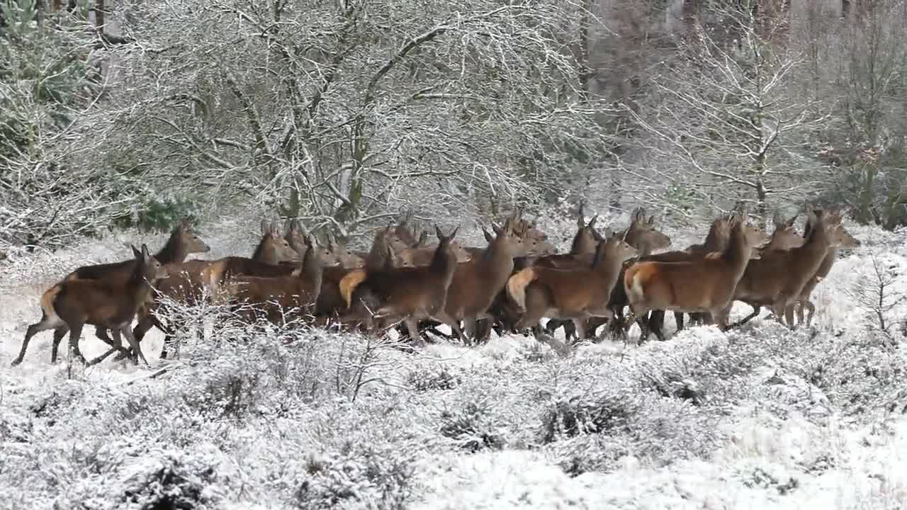 deer herd nature