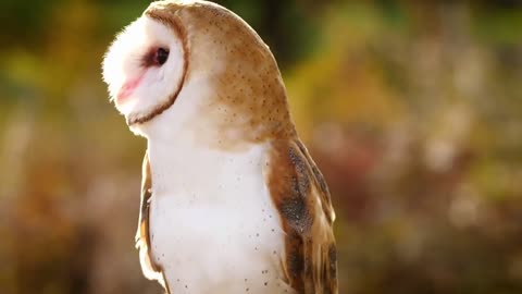 Barn Owl | Birds | Wildlife | No Copyright Video | Free Stock Footage