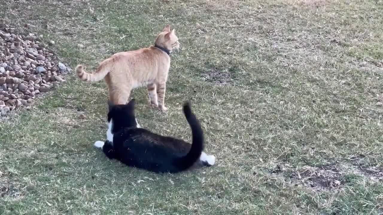 Fawn watches cats playing in disbelief