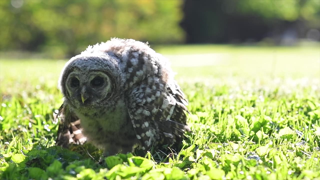 An owl | ain't it's cute 🥰