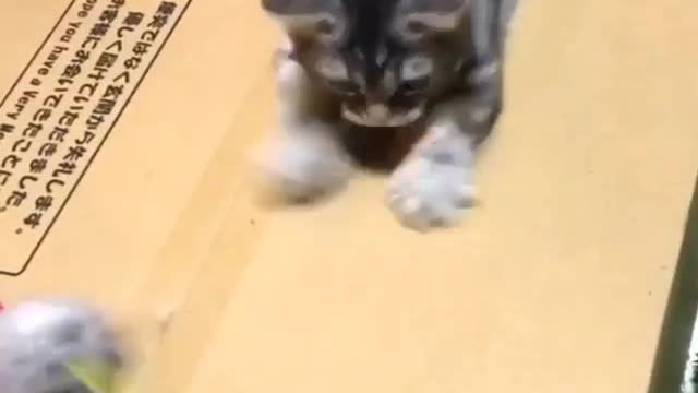 A cat that likes playing with toys