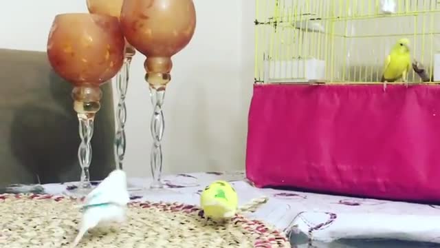 A group of love birds walking around the house and singing
