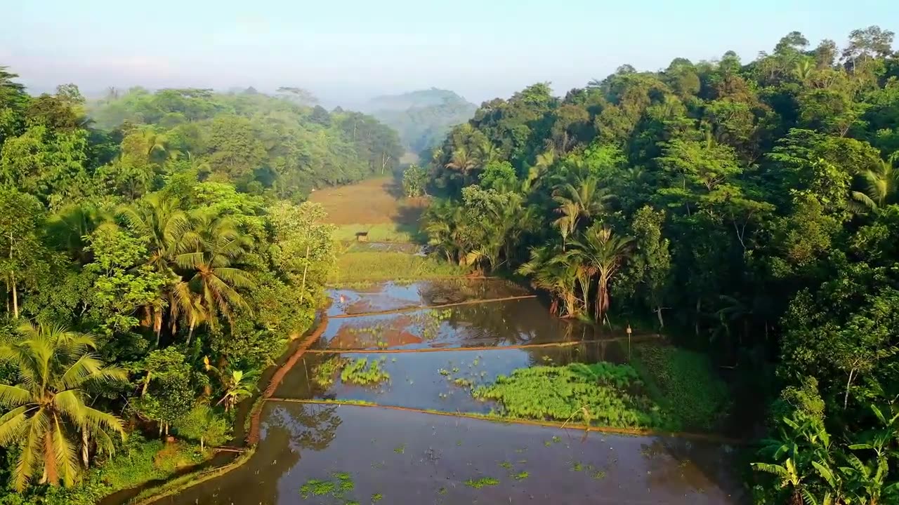 Meditation with Beautiful Forest Nature Environment-A Journey to Inner Peace and Oneness with Nature