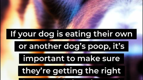 why dogs may eat their own poop ?