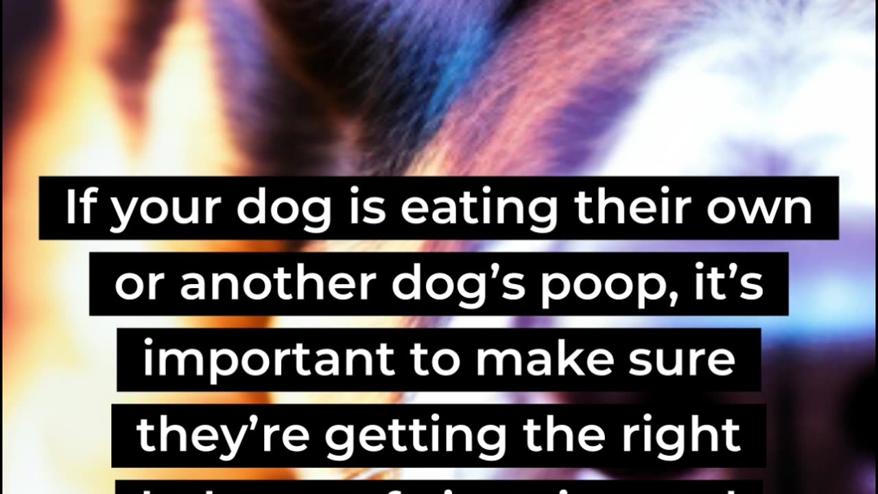 why dogs may eat their own poop ?