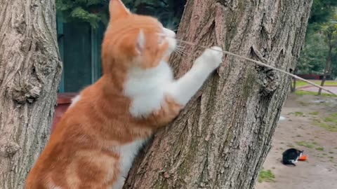 A kite . A funny cat .