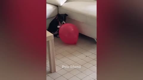 Funny video doges || comedy video in doges