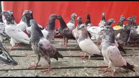 Parvazi kabutar