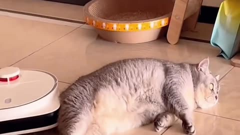 Cats' Funniest Reactions to Interactive Toys – Too Cute!