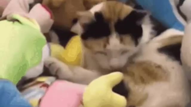 Cute Cat Claw Machine Gif! 🥰💗🐈