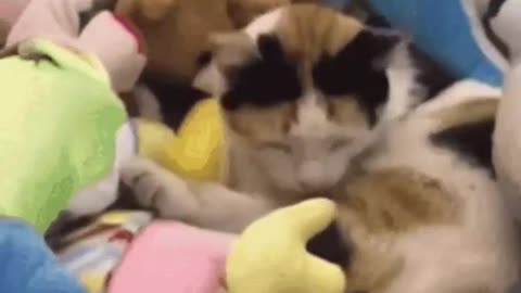 Cute Cat Claw Machine Gif! 🥰💗🐈